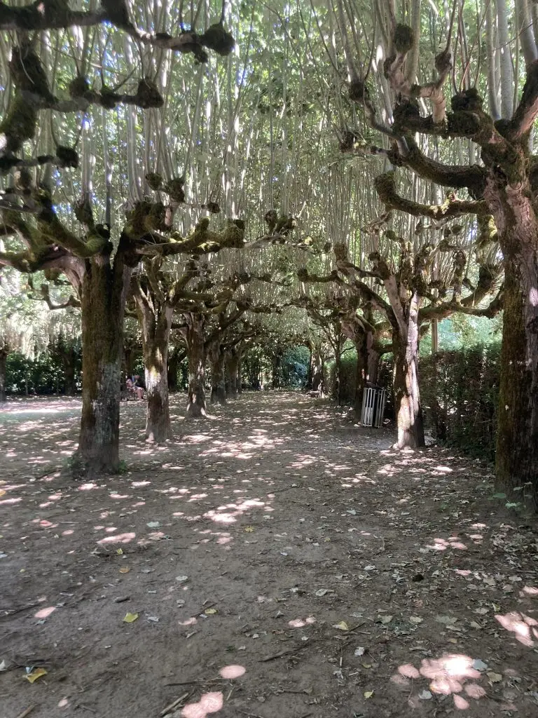 treelane